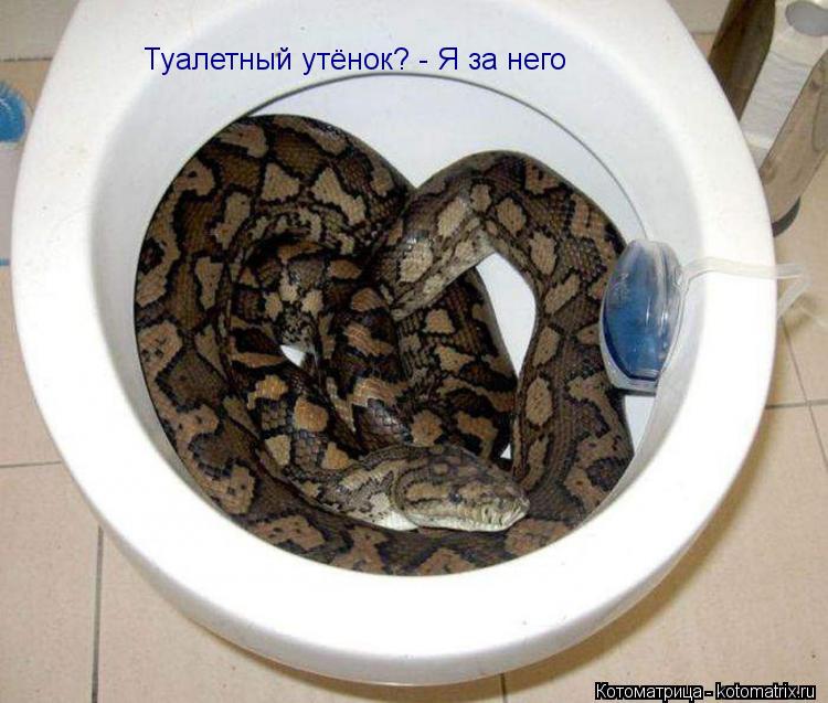 Котоматрица: Туалетный утёнок? - Я за него