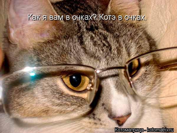 Котоматрица: Как я вам в очках? Котэ в очках.