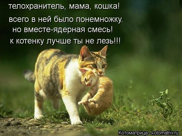 Котоматрица: телохранитель, мама, кошка! всего в ней было понемножку. но вместе-ядерная смесь! к котенку лучше ты не лезь!!!