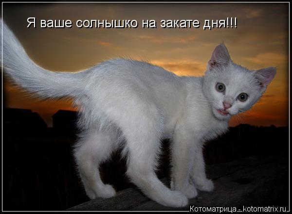 Котоматрица: Я ваше солнышко на закате дня!!!