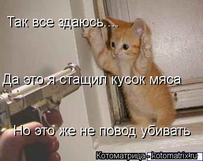 Так все здаюсь.... Да это я стащил кусок мяса Но это же не повод убивать... Котоматрица: Так все здаюсь.... Да это я стащил кусок мяса Но это же не повод убивать