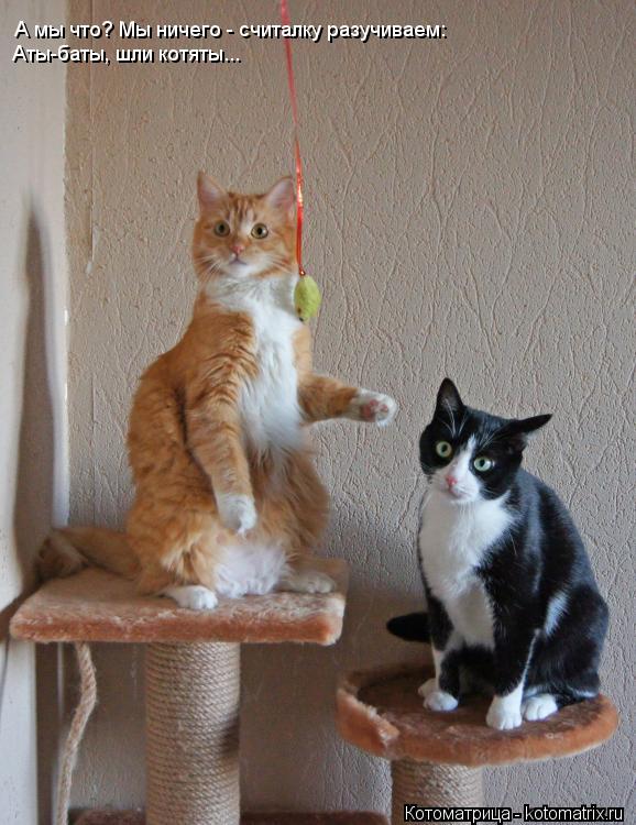 А мы что? Мы ничего - считалку разучиваем: Аты-баты, шли котяты...... Котоматрица: А мы что? Мы ничего - считалку разучиваем: Аты-баты, шли котяты...