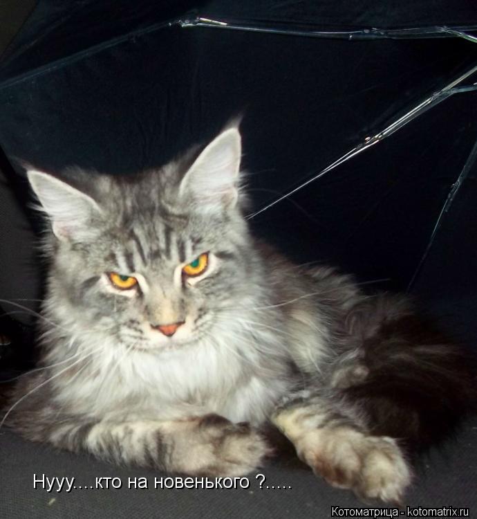 Нууу....кто на новенького ?........ Котоматрица: Нууу....кто на новенького ?.....
