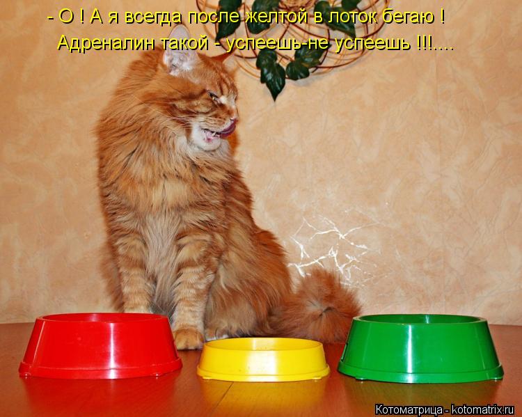 - О ! А я всегда после желтой в лоток бегаю ! Адреналин такой - успеешь-не успеешь !!!....... Котоматрица: - О ! А я всегда после желтой в лоток бегаю ! Адреналин такой - успеешь-не успеешь !!!....