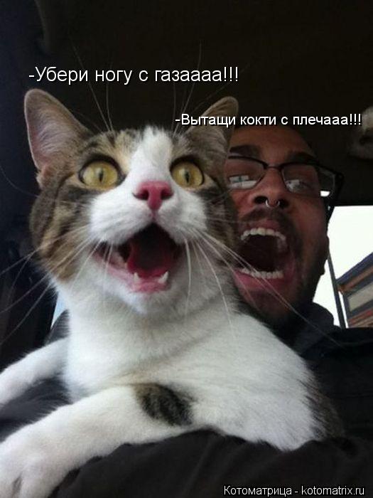 -Убери ногу с газаааа!!! -Вытащи кокти с плечааа!!!... Котоматрица: -Убери ногу с газаааа!!! -Вытащи кокти с плечааа!!!