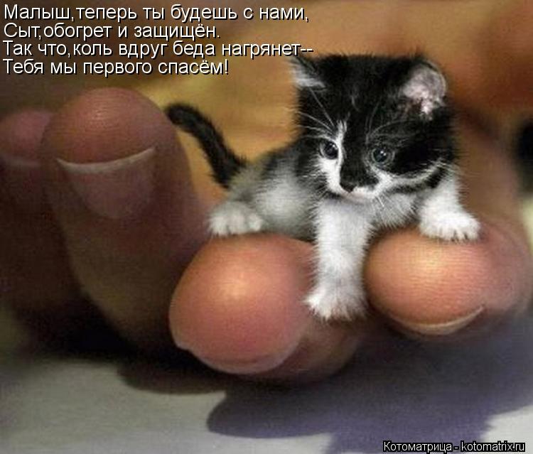 Малыш,теперь ты будешь с нами, Сыт,обогрет и защищён. Так что,коль вдруг беда нагрянет-- Тебя мы перв... Котоматрица: Малыш,теперь ты будешь с нами, Сыт,обогрет и защищён. Так что,коль вдруг беда нагрянет-- Тебя мы первого спасём!