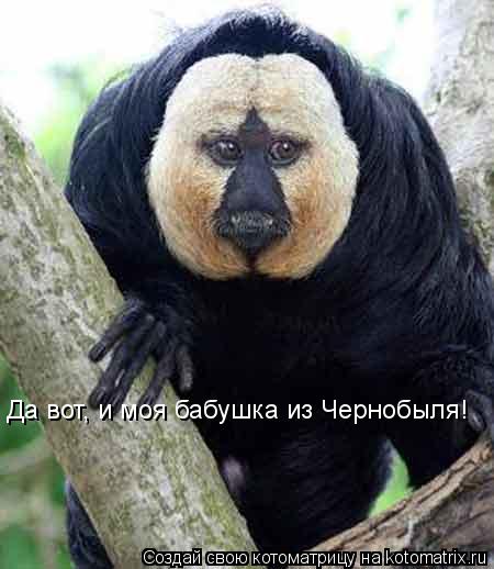 Да вот, и моя бабушка из Чернобыля!... Котоматрица: Да вот, и моя бабушка из Чернобыля!