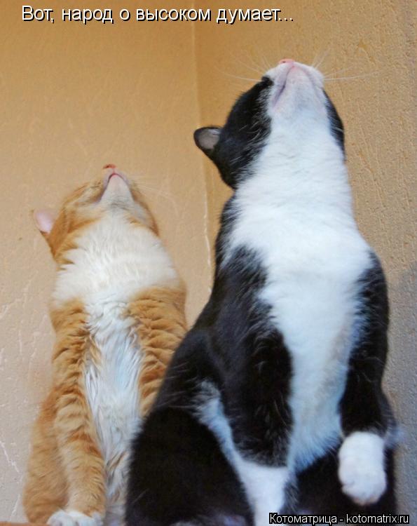 Вот, народ о высоком думает...... Котоматрица: Вот, народ о высоком думает...