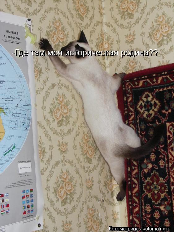 -Где там моя историческая родина??... Котоматрица: -Где там моя историческая родина??