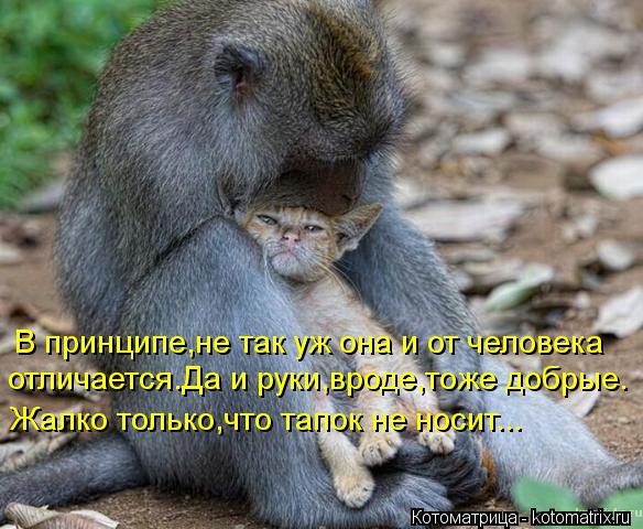 В принципе,не так уж она и от человека отличается.Да и руки,вроде,тоже добрые. Жалко только,что тапок... Котоматрица: В принципе,не так уж она и от человека отличается.Да и руки,вроде,тоже добрые. Жалко только,что тапок не носит...