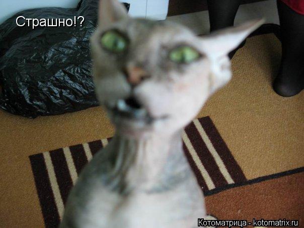 Страшно!?... Котоматрица: Страшно!?