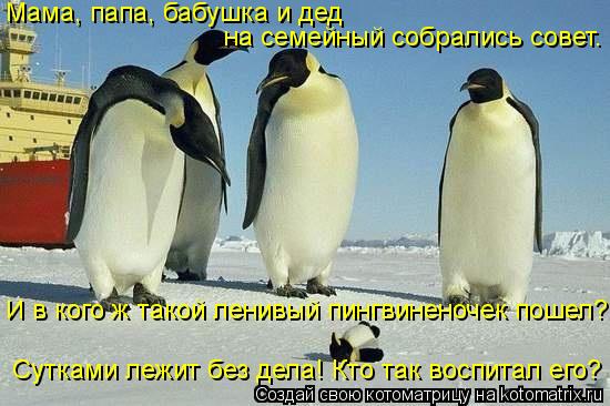 Котоматрица: Мама, папа, бабушка и дед на семейный собрались совет. И в кого ж такой ленивый пингвиненочек пошел? Сутками лежит без дела! Кто так воспитал 