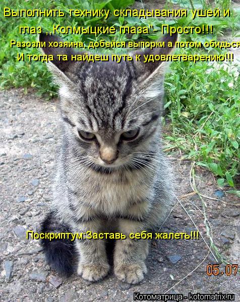 Выполнить технику складывания ушей и глаз ,,Колмыцкие глаза"- Просто!!! Разозли хозяина, добейся вып... Котоматрица: Выполнить технику складывания ушей и глаз ,,Колмыцкие глаза"- Просто!!! Разозли хозяина, добейся выпорки а потом обидься И тогда та найдеш пу