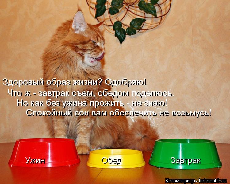 Котоматрица: Ужин                       Обед                    Завтрак Здоровый образ жизни? Одобряю!  Что ж - завтрак съем, обедом поделюсь.  Но как без ужина прожить - не з
