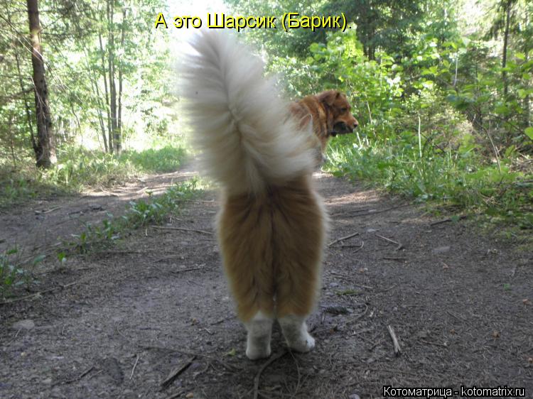 Котоматрица: А это Шарсик (Барик).
