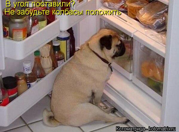В угол поставили? Не забудьте колбасы положить... Котоматрица: В угол поставили? Не забудьте колбасы положить