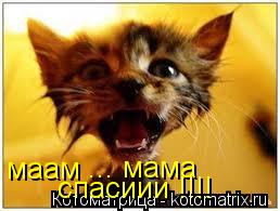 маам ... мама ... ма ... ма спасиии !!!!... Котоматрица: маам ... мама ... ма ... ма спасиии !!!!