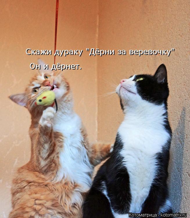 Котоматрица: Он и дёрнет. Скажи дураку "Дёрни за веревочку"