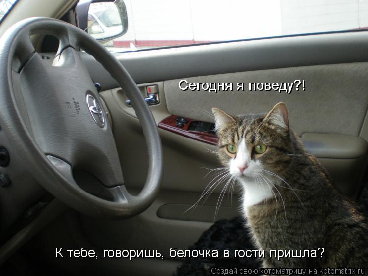 К тебе, говоришь, белочка в гости пришла? Сегодня я поведу?!... Котоматрица: К тебе, говоришь, белочка в гости пришла? Сегодня я поведу?!