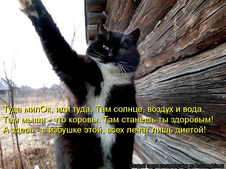 Туда милОк, иди туда. Там солнце, воздух и вода. Там мыши - что коровы. Там станешь ты здоровым! А зд... Котоматрица: Туда милОк, иди туда. Там солнце, воздух и вода. Там мыши - что коровы. Там станешь ты здоровым! А здесь - в избушке этой, всех лечат лишь диетой!