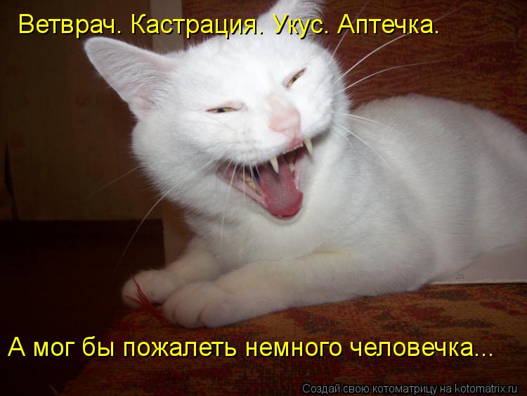 Ветврач. Кастрация. Укус. Аптечка. А мог бы пожалеть немного человечка...... Котоматрица: Ветврач. Кастрация. Укус. Аптечка. А мог бы пожалеть немного человечка...