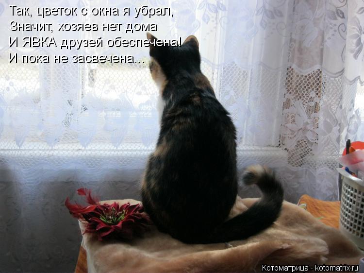 Так, цветок с окна я убрал, Значит, хозяев нет дома И ЯВКА друзей обеспечена! И пока не засвечена...... Котоматрица: Так, цветок с окна я убрал, Значит, хозяев нет дома И ЯВКА друзей обеспечена! И пока не засвечена...