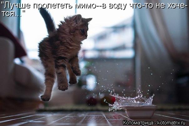 "Лучше пролететь мимо--в воду что-то не хоче- тся..."... Котоматрица: "Лучше пролететь мимо--в воду что-то не хоче- тся..."