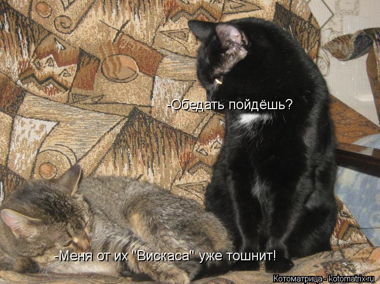 -Обедать пойдёшь? -Меня от их "Вискаса" уже тошнит!... Котоматрица: -Обедать пойдёшь? -Меня от их "Вискаса" уже тошнит!