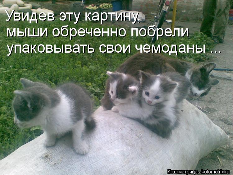 Увидев эту картину, мыши обреченно побрели упаковывать свои чемоданы ...... Котоматрица: Увидев эту картину, мыши обреченно побрели упаковывать свои чемоданы ...