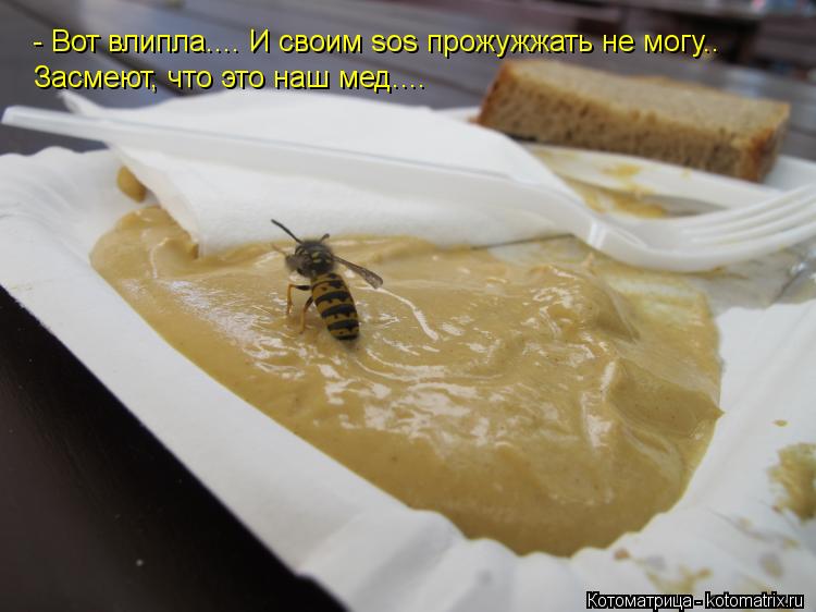 - Вот влипла.... И своим sos прожужжать не могу.. Засмеют, что это наш мед....... Котоматрица: - Вот влипла.... И своим sos прожужжать не могу.. Засмеют, что это наш мед....