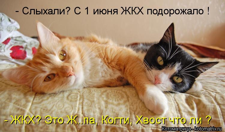 - Слыхали? С 1 июня ЖКХ подорожало ! - ЖКХ? Это Ж..па, Когти, Хвост что ли ?... Котоматрица: - Слыхали? С 1 июня ЖКХ подорожало ! - ЖКХ? Это Ж..па, Когти, Хвост что ли ?
