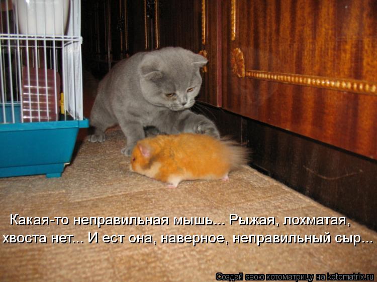 Какая-то неправильная мышь... Рыжая, лохматая, хвоста нет... И ест она, наверное, неправильный сыр..... Котоматрица: Какая-то неправильная мышь... Рыжая, лохматая, хвоста нет... И ест она, наверное, неправильный сыр...