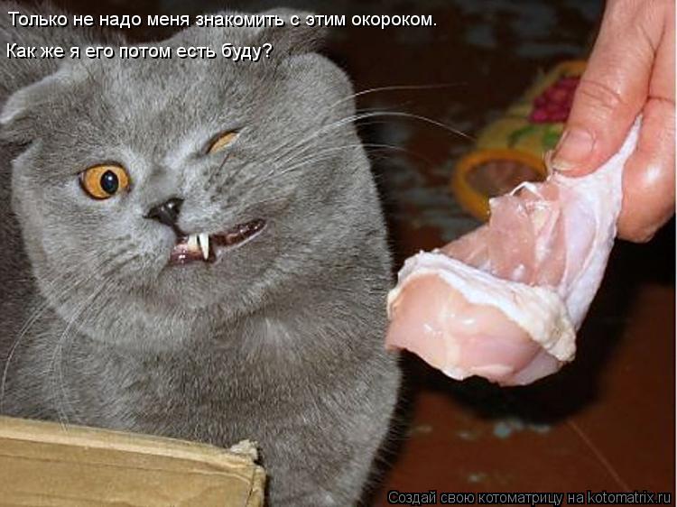 Только не надо меня знакомить с этим окороком. Как же я его потом есть буду?... Котоматрица: Только не надо меня знакомить с этим окороком. Как же я его потом есть буду?