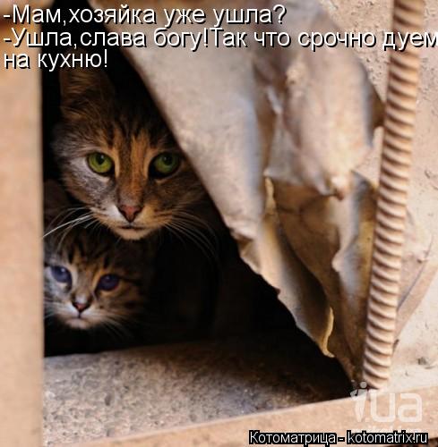 -Мам,хозяйка уже ушла? -Ушла,слава богу!Так что срочно дуем на кухню!... Котоматрица: -Мам,хозяйка уже ушла? -Ушла,слава богу!Так что срочно дуем на кухню!