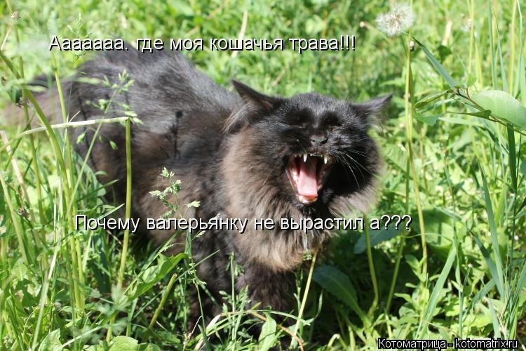 Ааааааа. где моя кошачья трава!!! Почему валерьянку не вырастил а???... Котоматрица: Ааааааа. где моя кошачья трава!!! Почему валерьянку не вырастил а???