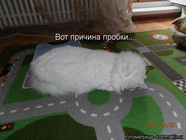 Вот причина пробки....... Котоматрица: Вот причина пробки....
