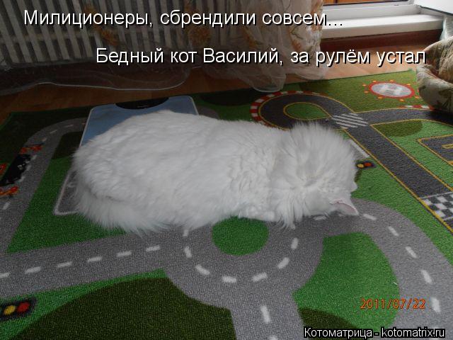 Милиционеры, сбрендили совсем... Бедный кот Василий, за рулём устал... Котоматрица: Милиционеры, сбрендили совсем... Бедный кот Василий, за рулём устал