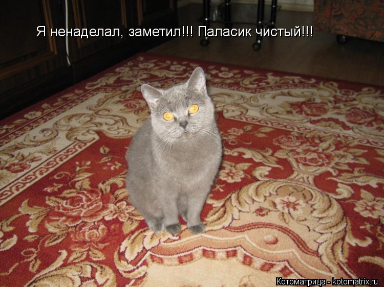 Котоматрица: Я ненаделал, заметил!!! Паласик чистый!!!