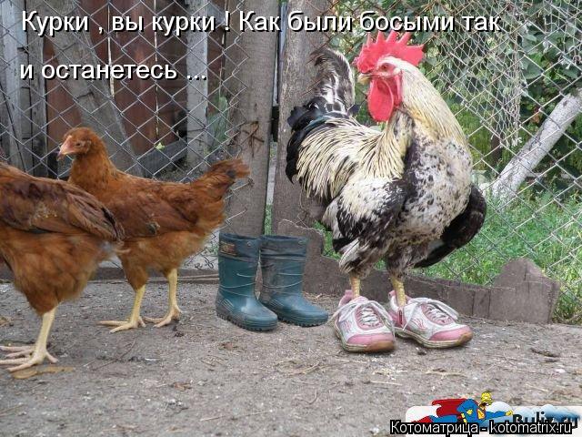 Курки , вы курки ! Как были босыми так и останетесь ...... Котоматрица: Курки , вы курки ! Как были босыми так и останетесь ...