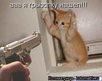 ааа я грызолку нашёл!!!... Котоматрица: ааа я грызолку нашёл!!!