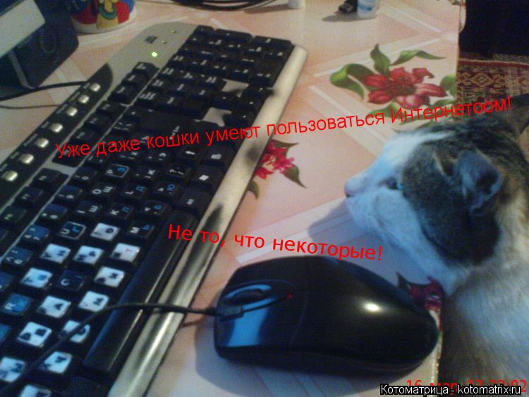 Уже даже кошки умеют пользоваться Интернетоом! Не то, что некоторые!... Котоматрица: Уже даже кошки умеют пользоваться Интернетоом! Не то, что некоторые!