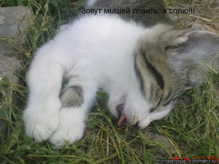 Зовут мышей ловить, я сплю!!!... Котоматрица: Зовут мышей ловить, я сплю!!!