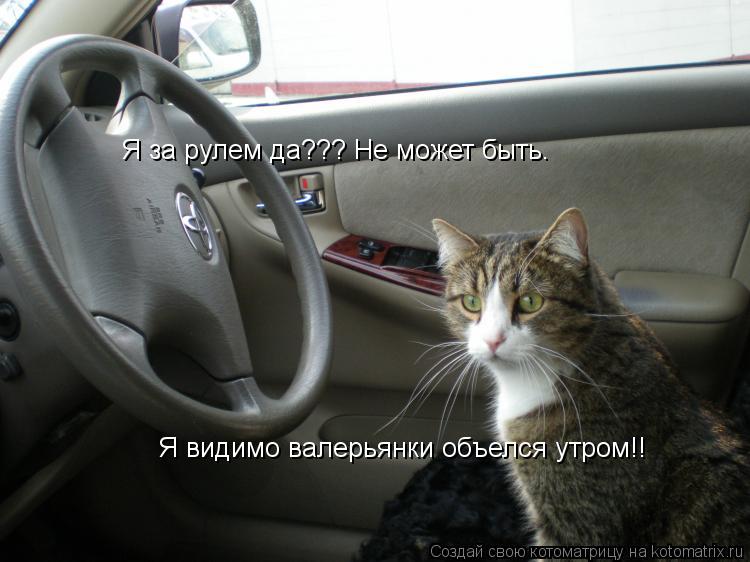 Котоматрица: Я за рулем да??? Не может быть.  Я видимо валерьянки объелся утром!!