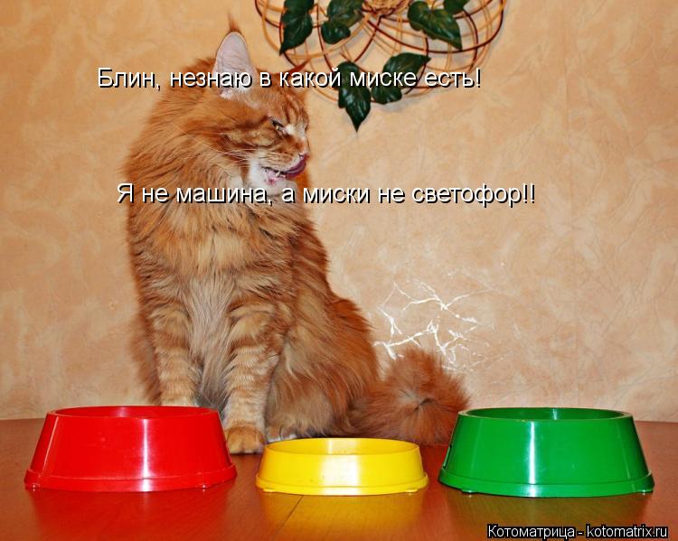 Котоматрица: Блин, незнаю в какой миске есть!  Я не машина, а миски не светофор!!