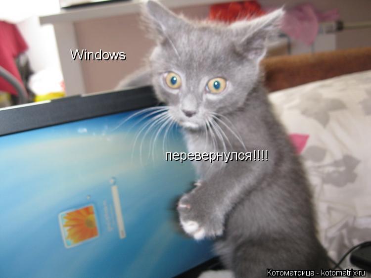Windows перевернулся!!!!... Котоматрица: Windows перевернулся!!!!