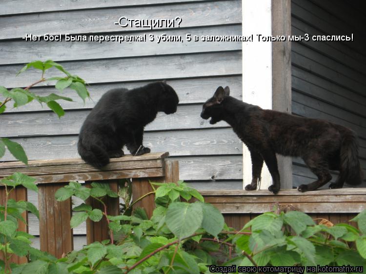 -Стащили? -Нет бос! Была перестрелка! 3 убили, 5 в заложниках! Только мы-3 спаслись!... Котоматрица: -Стащили? -Нет бос! Была перестрелка! 3 убили, 5 в заложниках! Только мы-3 спаслись!