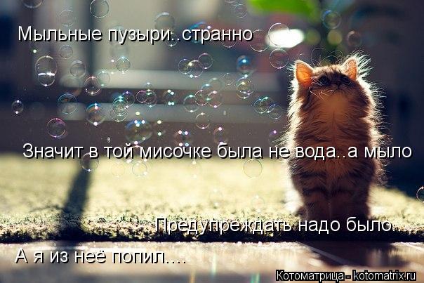 Мыльные пузыри..странно Значит в той мисочке была не вода..а мыло А я из неё попил.... Предупреждать ... Котоматрица: Мыльные пузыри..странно Значит в той мисочке была не вода..а мыло А я из неё попил.... Предупреждать надо было.....