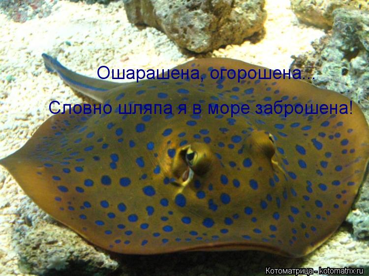 Котоматрица: Ошарашена, огорошена... Словно шляпа я в море заброшена!
