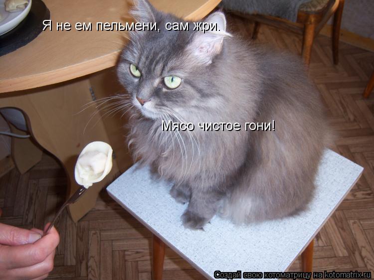 Котоматрица: Я не ем пельмени, сам жри.  Мясо чистое гони!