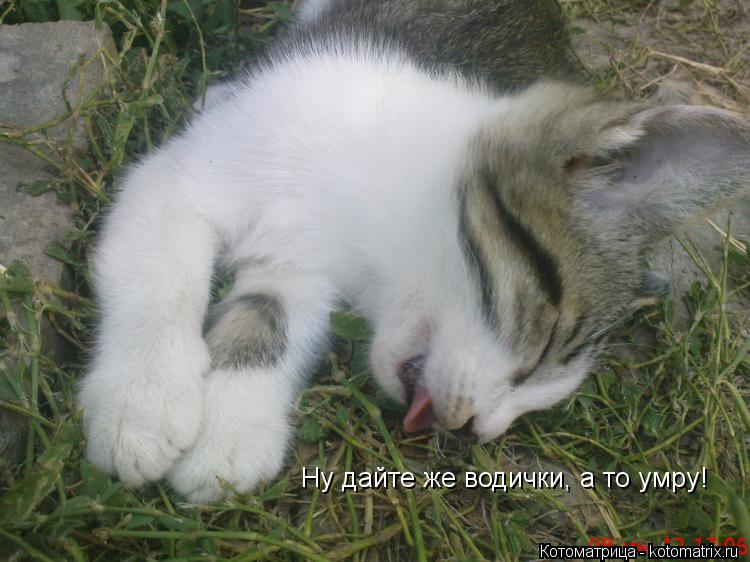 Ну дайте же водички, а то умру!... Котоматрица: Ну дайте же водички, а то умру!